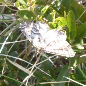 Chrysolarentia nephodes at Bimberi, ACT - 19 Nov 2018