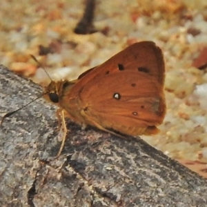 Trapezites eliena at Paddys River, ACT - 20 Nov 2018 11:19 AM