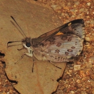 Trapezites phigalioides at Paddys River, ACT - 20 Nov 2018 11:16 AM