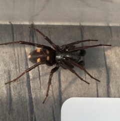 Zodariidae (family) (Unidentified Ant spider or Spotted ground spider) at Theodore, ACT - 20 Nov 2018 by Cardy