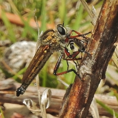 Asiola fasciata (A robber fly) at Paddys River, ACT - 20 Nov 2018 by JohnBundock