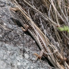 Ctenotus robustus (Robust Striped-skink) at Chapman, ACT - 16 Nov 2018 by SWishart