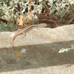 Morethia boulengeri (Boulenger's Skink) at Red Hill, ACT - 20 Nov 2018 by MichaelMulvaney