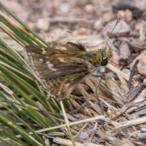 Taractrocera papyria at Chapman, ACT - 16 Nov 2018