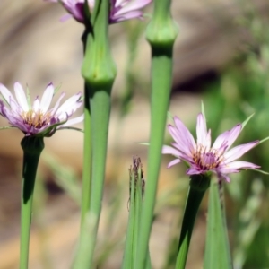 Tragopogon porrifolius subsp. porrifolius at Fyshwick, ACT - 20 Nov 2018 11:13 AM