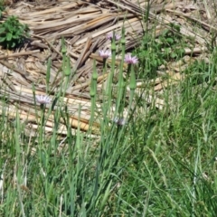 Tragopogon porrifolius subsp. porrifolius at Fyshwick, ACT - 20 Nov 2018 11:13 AM