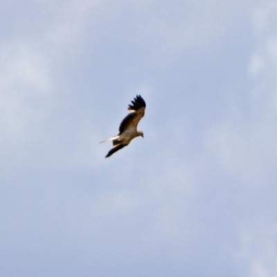 Haliastur sphenurus (Whistling Kite) at Fyshwick, ACT - 20 Nov 2018 by RodDeb