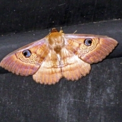 Dasypodia selenophora (Southern old lady moth) at Jerrabomberra Wetlands - 20 Nov 2018 by RodDeb