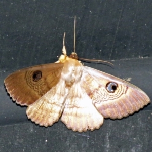 Dasypodia selenophora at Fyshwick, ACT - 20 Nov 2018 12:17 PM