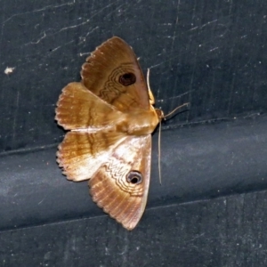 Dasypodia selenophora at Fyshwick, ACT - 20 Nov 2018