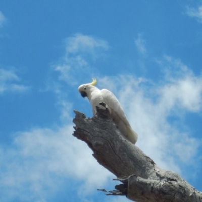 Cacatua galerita (Sulphur-crested Cockatoo) at Red Hill, ACT - 20 Nov 2018 by MichaelMulvaney