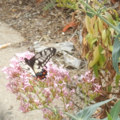 Papilio anactus (Dainty Swallowtail) at Red Hill, ACT - 20 Nov 2018 by MichaelMulvaney