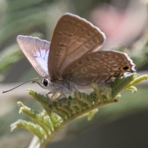 Jalmenus icilius at Molonglo River Reserve - 18 Nov 2018 12:04 PM