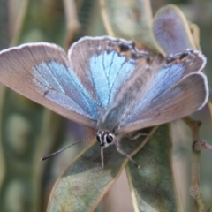 Jalmenus icilius at Molonglo River Reserve - 18 Nov 2018 12:04 PM