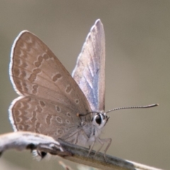 Jalmenus icilius at Molonglo River Reserve - 18 Nov 2018 12:04 PM