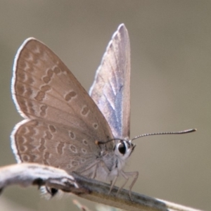 Jalmenus icilius at Molonglo River Reserve - 18 Nov 2018