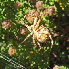 Hortophora sp. (genus) (Garden orb weaver) at Molonglo Valley, ACT - 14 Nov 2018 by galah681