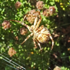 Hortophora sp. (genus) at Molonglo Valley, ACT - 15 Nov 2018 10:36 AM