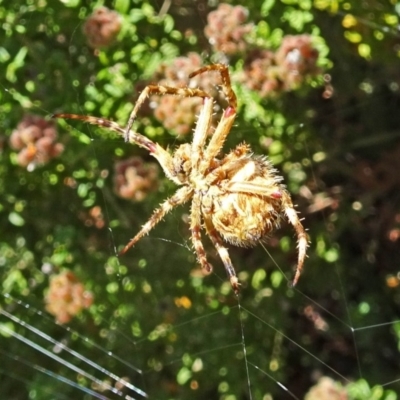 Hortophora sp. (genus) (Garden orb weaver) at Sth Tablelands Ecosystem Park - 14 Nov 2018 by galah681