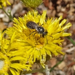 Lasioglossum (Chilalictus) sp. (genus & subgenus) (Halictid bee) at Sth Tablelands Ecosystem Park - 14 Nov 2018 by galah681