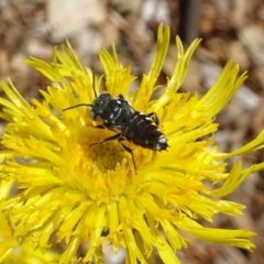 Lasioglossum (Chilalictus) sp. (genus & subgenus) at Molonglo Valley, ACT - 15 Nov 2018