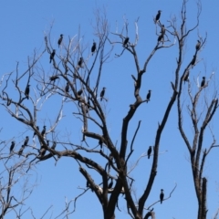 Phalacrocorax sulcirostris at Canberra, ACT - 19 Nov 2018