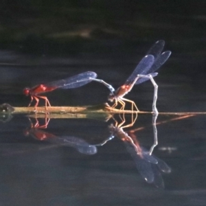 Xanthagrion erythroneurum at Campbell, ACT - 19 Nov 2018