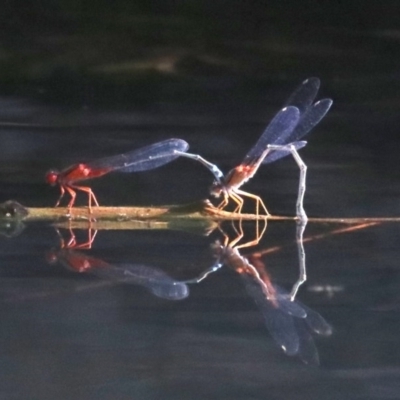 Xanthagrion erythroneurum (Red & Blue Damsel) at Campbell, ACT - 19 Nov 2018 by jb2602