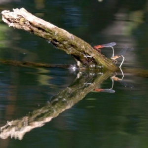 Xanthagrion erythroneurum at Campbell, ACT - 19 Nov 2018