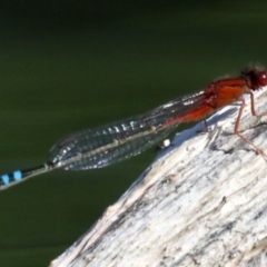 Xanthagrion erythroneurum at Campbell, ACT - 19 Nov 2018