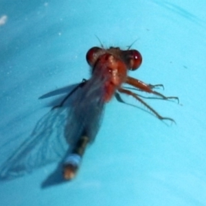 Xanthagrion erythroneurum at Campbell, ACT - 19 Nov 2018