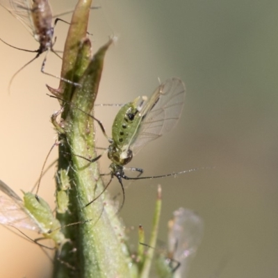 Macrosiphum rosae (Rose aphid) at Higgins, ACT - 27 Oct 2018 by AlisonMilton