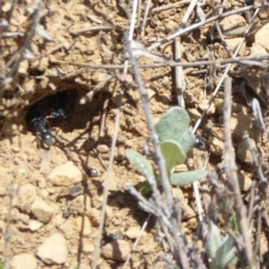 Myrmecia sp., pilosula-group at Dry Plain, NSW - 17 Nov 2018 11:31 AM