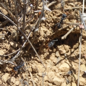 Myrmecia sp., pilosula-group at Dry Plain, NSW - 17 Nov 2018 11:31 AM