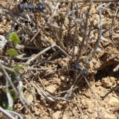 Myrmecia sp., pilosula-group at Dry Plain, NSW - 17 Nov 2018 11:31 AM