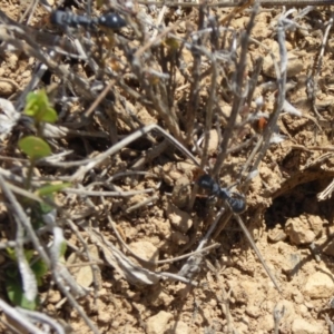 Myrmecia sp., pilosula-group at Dry Plain, NSW - 17 Nov 2018 11:31 AM