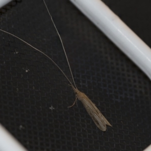 Leptoceridae sp. (family) at Higgins, ACT - 30 Oct 2018