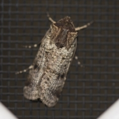 Agrotis porphyricollis (Variable Cutworm) at Higgins, ACT - 30 Oct 2018 by AlisonMilton