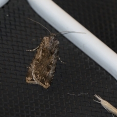 Agrotis munda (Brown Cutworm) at Higgins, ACT - 30 Oct 2018 by AlisonMilton