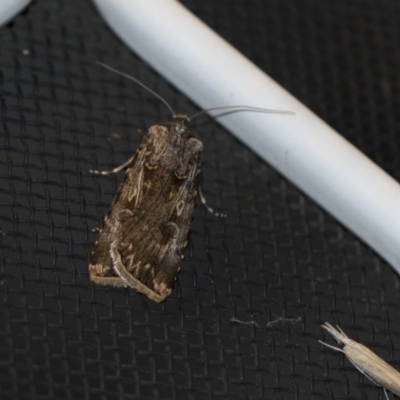 Agrotis munda (Brown Cutworm) at Higgins, ACT - 30 Oct 2018 by AlisonMilton