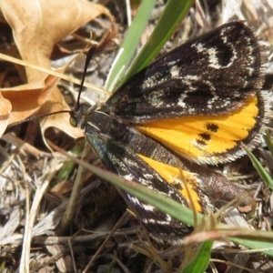 Synemon plana at Narrabundah, ACT - 20 Nov 2018