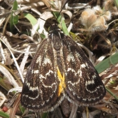 Synemon plana at Narrabundah, ACT - 20 Nov 2018 02:09 PM