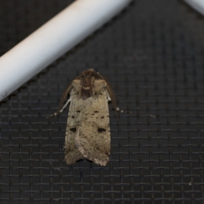 Agrotis porphyricollis (Variable Cutworm) at Higgins, ACT - 30 Oct 2018 by Alison Milton