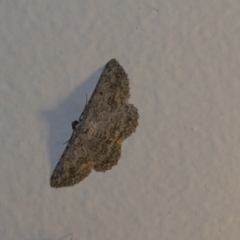 Psilosticha absorpta (Fine-waved Bark Moth) at Higgins, ACT - 30 Oct 2018 by AlisonMilton