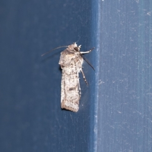 Agrotis porphyricollis at Higgins, ACT - 30 Oct 2018