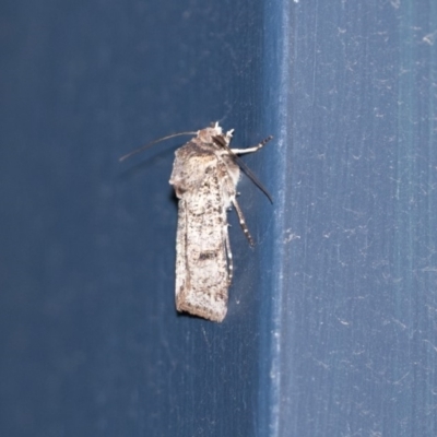 Agrotis porphyricollis (Variable Cutworm) at Higgins, ACT - 30 Oct 2018 by AlisonMilton