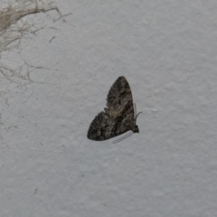 Phrissogonus laticostata (Apple looper moth) at Higgins, ACT - 30 Oct 2018 by AlisonMilton