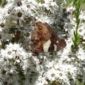 Vanessa itea at Molonglo Valley, ACT - 30 Nov 2017