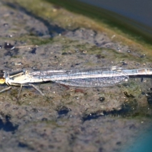 Ischnura heterosticta at Campbell, ACT - 19 Nov 2018 04:38 PM