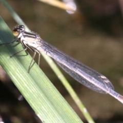 Ischnura heterosticta at Campbell, ACT - 19 Nov 2018 04:38 PM